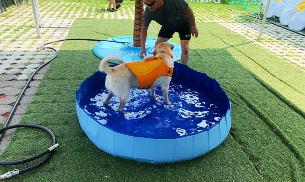 반려동물공원 물놀이장