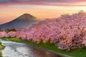 벚꽃