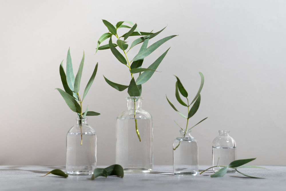 유칼립투스 오일의 효과! 기도 확장과 호흡기 건강에 정말 좋을까?