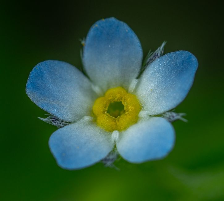Beautiful macro shot of a blue forget-me-not flower with yellow center.