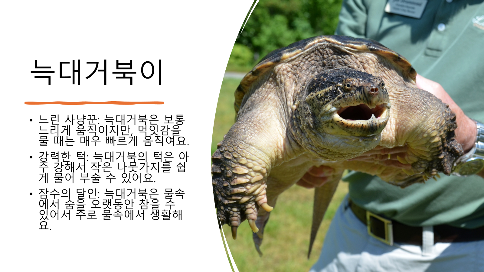 늑대거북이의 특징