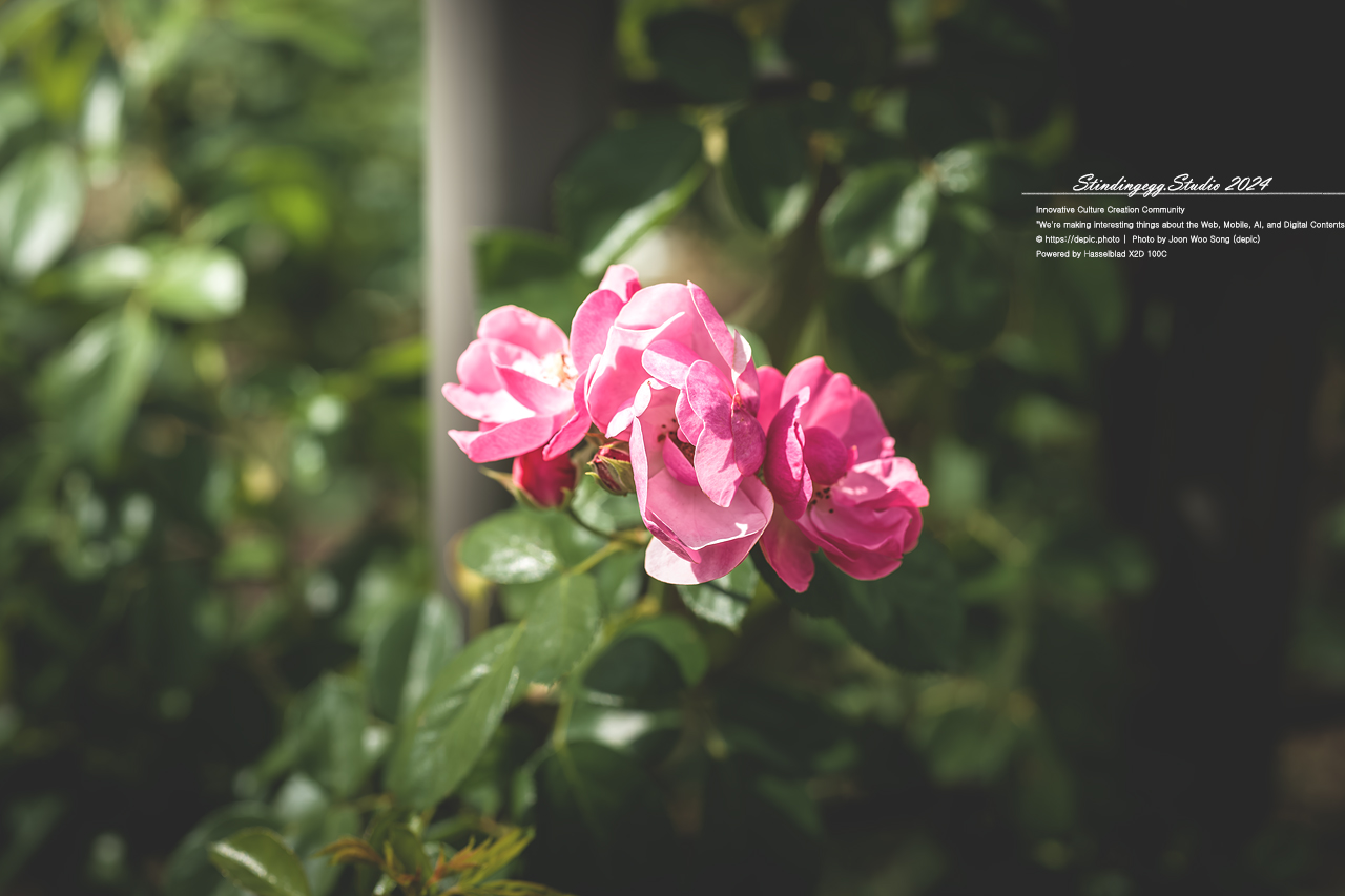 #서울 #식물원 #서울식물원 #꽃