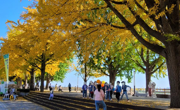 아산 곡교천 단풍나무길