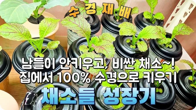 적근대 재배 씨 뿌림 솎음 수확 색 유지_3