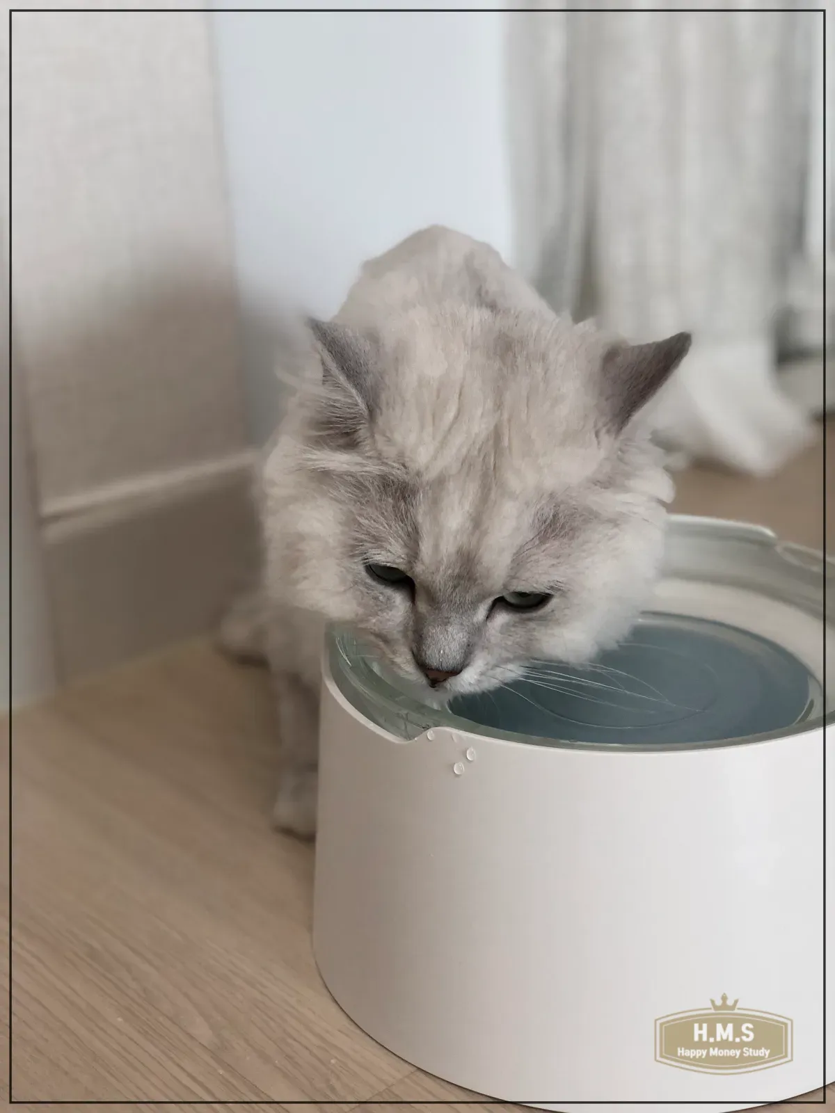 태평양-물그릇에-담긴-물을-마시는-고양이