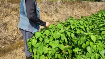 들깨 수확 시기와 방법, 기계, 들깨 볶는법_35