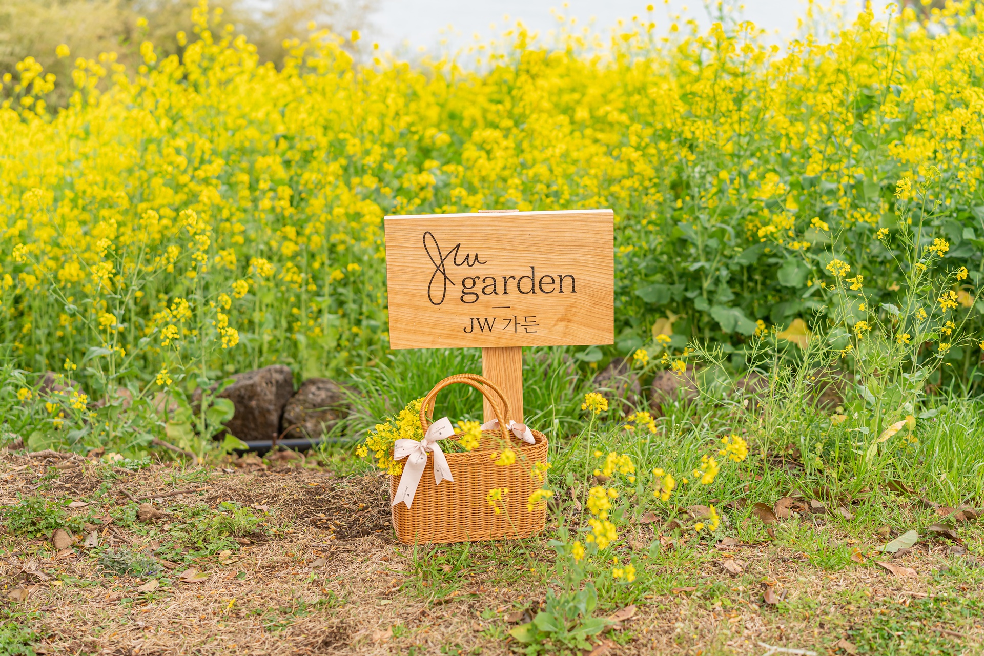 #JW가든 #JW메리어트제주 #댄싱두루미 #더플라잉호그 #아일랜드키친 #유채꽃 #제주사진 #제주여행 #제주유채꽃 #제주호텔