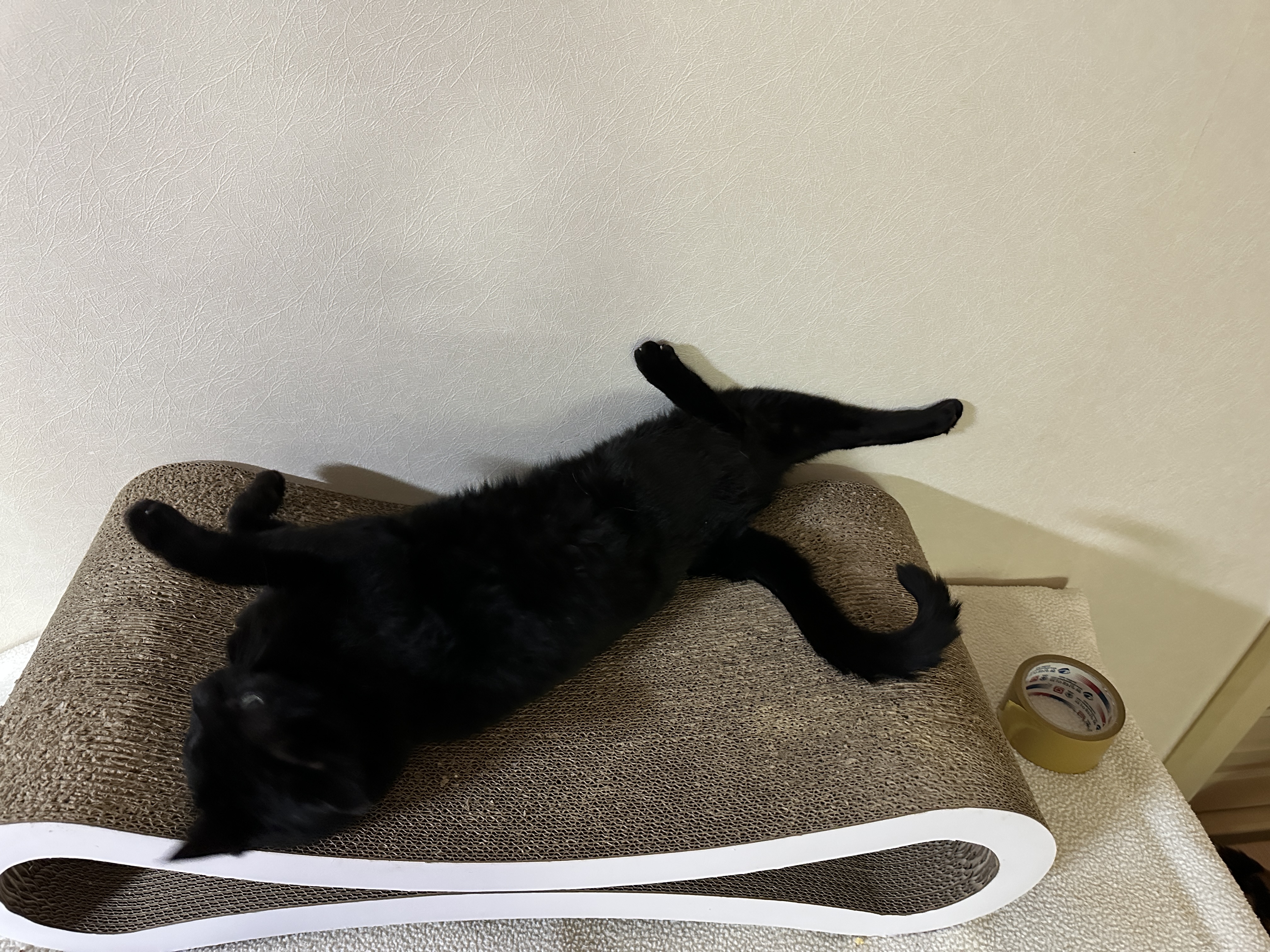 누워서_기지개켜는_올블랙고양이_건이_2