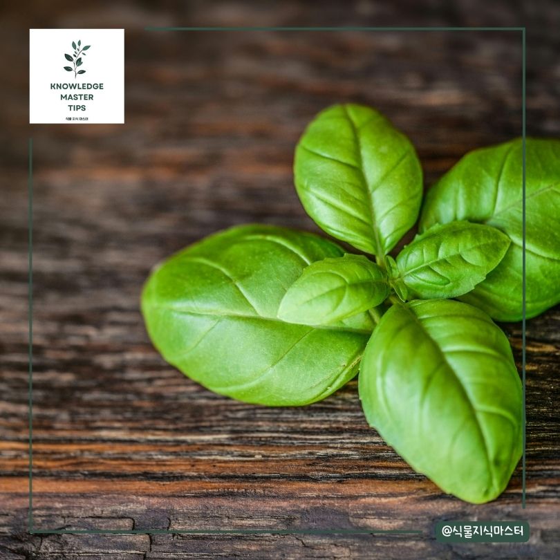 바질 키우기 - 병충해 관리법