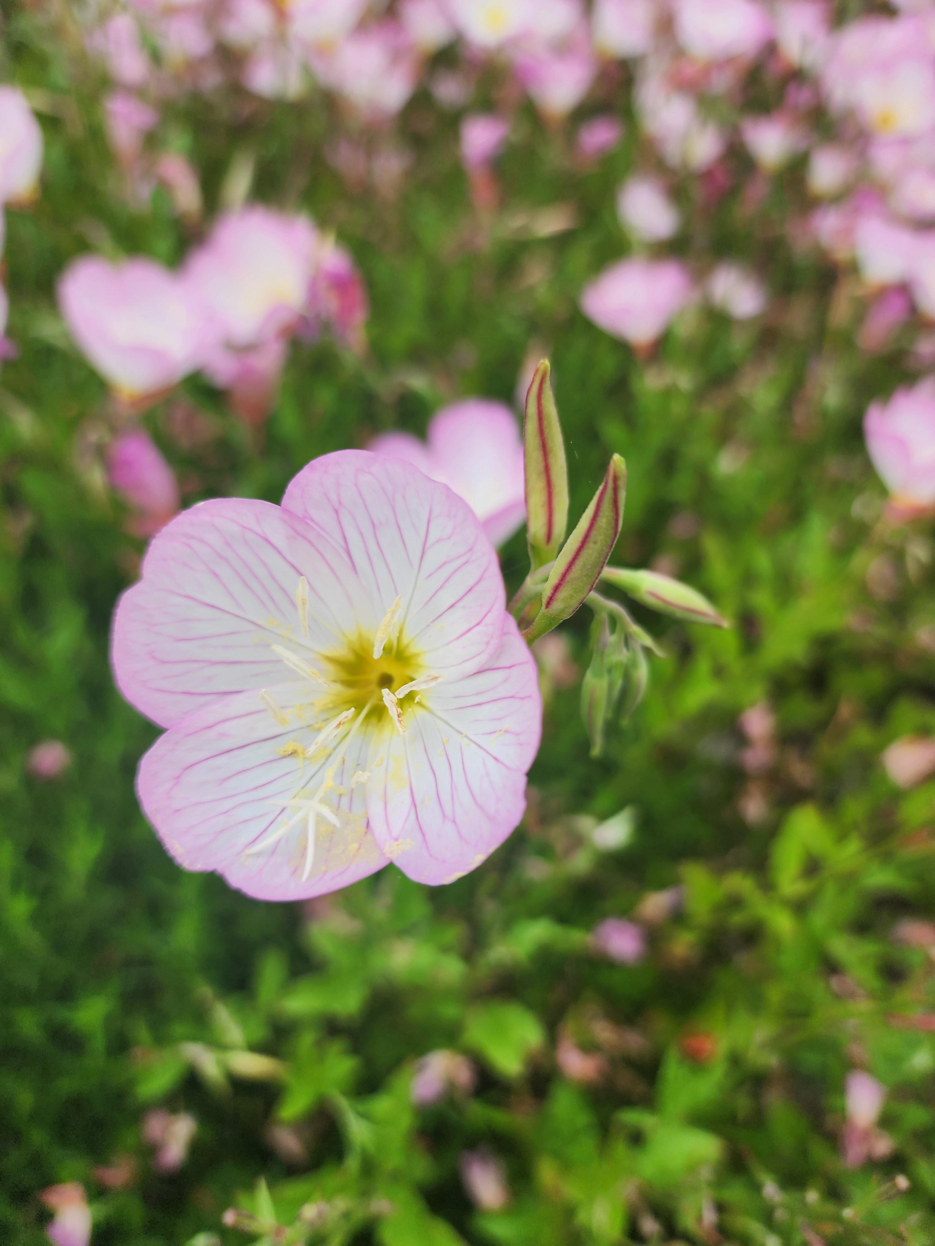 낮달맞이꽃은 처음에는 흰색이다가 점차 분홍색으로 변해요
