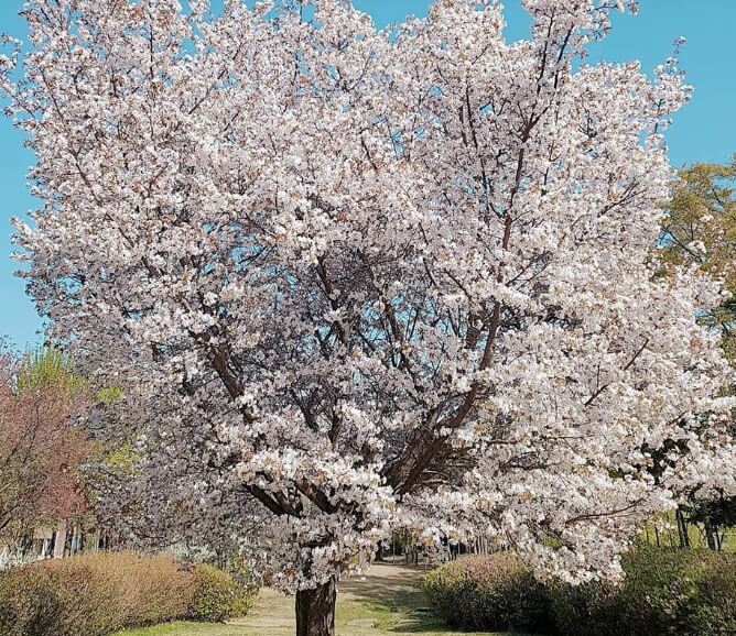 한강 위의 선유도공원 벚꽃 축제