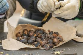 제 7회 겨울공주 군밤축제 기본일정과 프로그램 소개 (feat 대한민국 알밤박람회 in 공주)