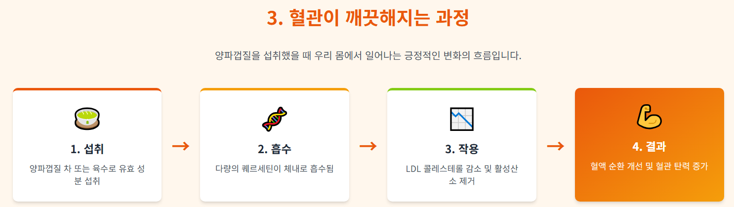 양파껍질 섭취에 따른 혈관 기능 개선을 나타내는 인포그래픽 이미지