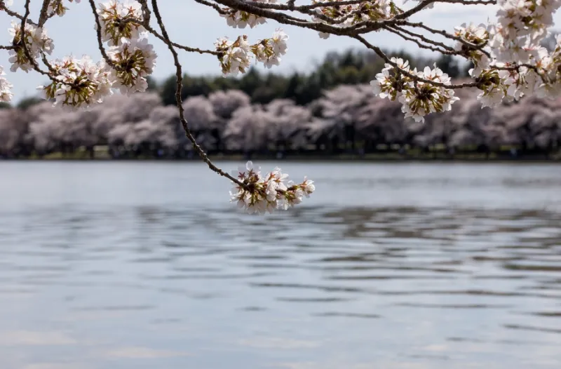벚꽃 보러가기 해외 여행지 2탄 - 5