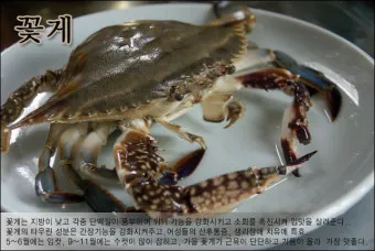 6월 꽃게 금어기 정확한 일정과 유통 제한 상세 정보 총정리_12
