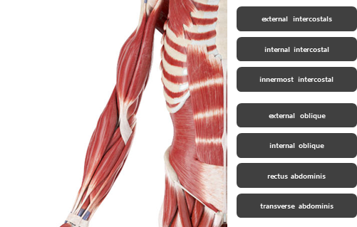 옆구리 주변 근육 요약