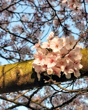 야외 벚꽃 피크닉 필수템! 보온병 꿀팁과 찬물에 우러나는 이지드립 드립백 추천