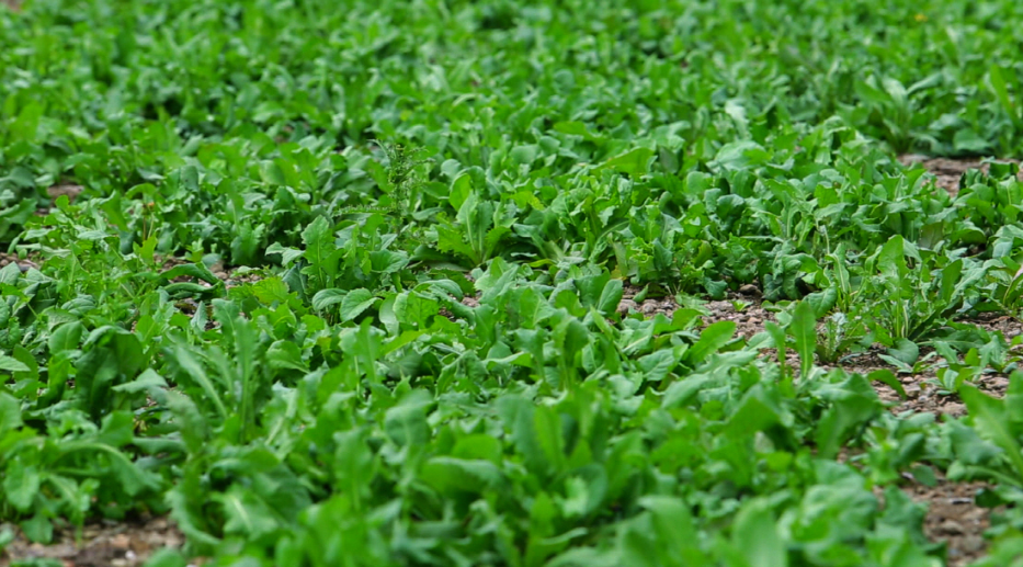 고들빼기_주의사항