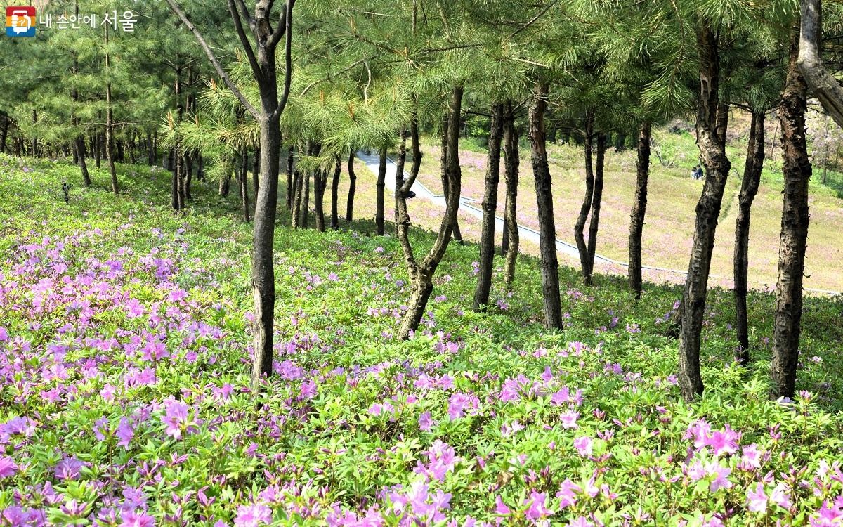 서울-불암산-철쭉제