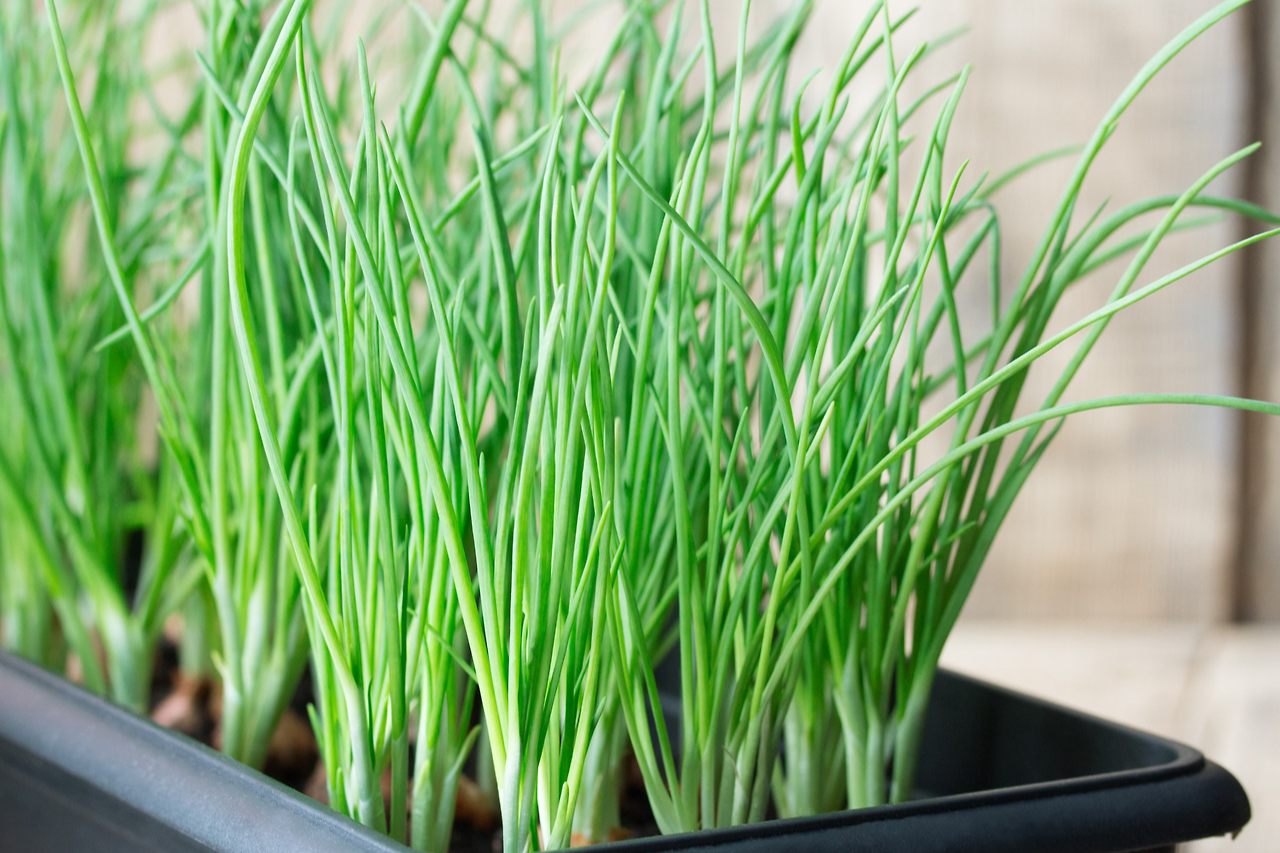 가을 대파 모종 심는 시기