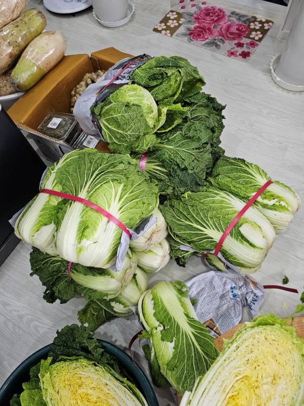김장배추 3