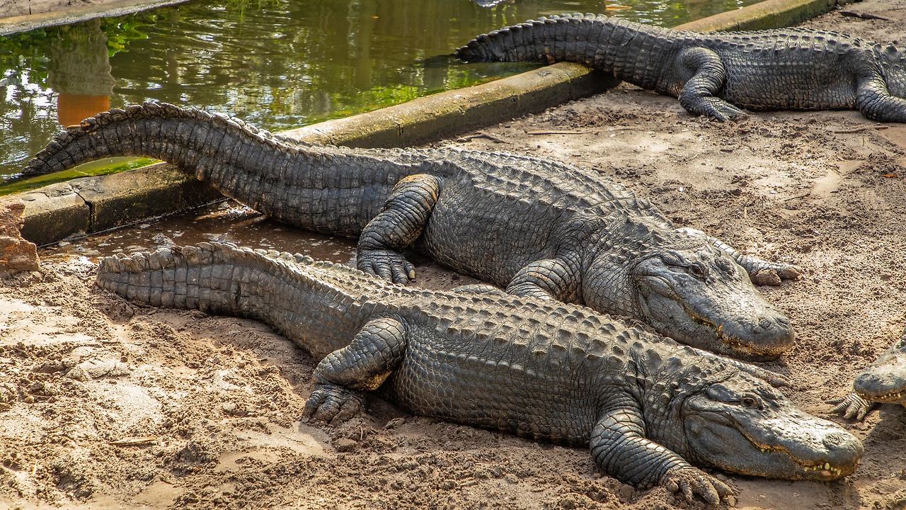 🐊 세인트오거스틴 악어 농장 - 스릴 만점 생태 체험