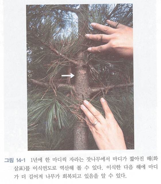 이식연도 측정