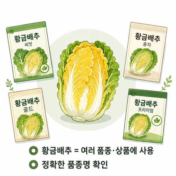 황금배추라는 이름이 여러 배추 품종과 상품에 사용돼 실제 품종명을 확인해야 함을 설명한 이미지