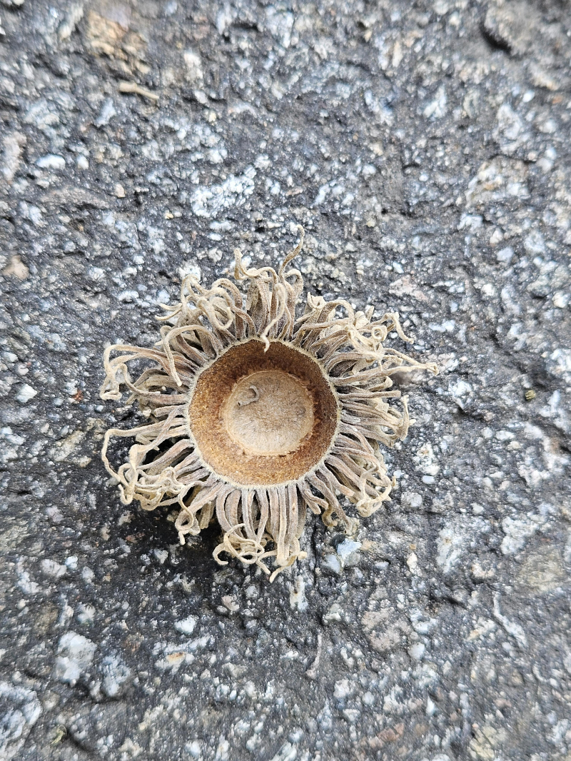 상수리나무 열매3