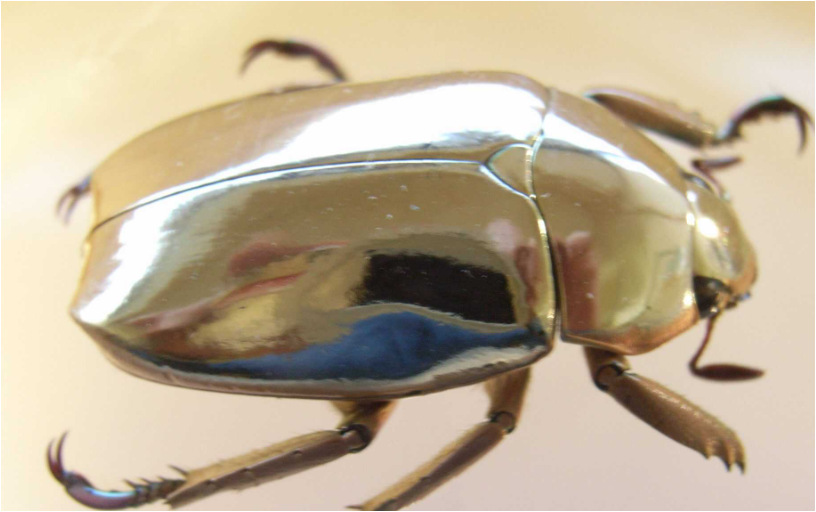 은빛-풍뎅이-곤충1