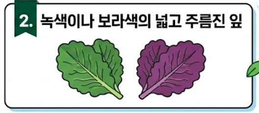 케일 효능