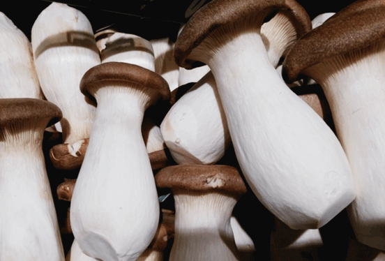 갈색 갓과 하얀 대를 가진 두툼한 새송이버섯들이 나란히 쌓여있다.