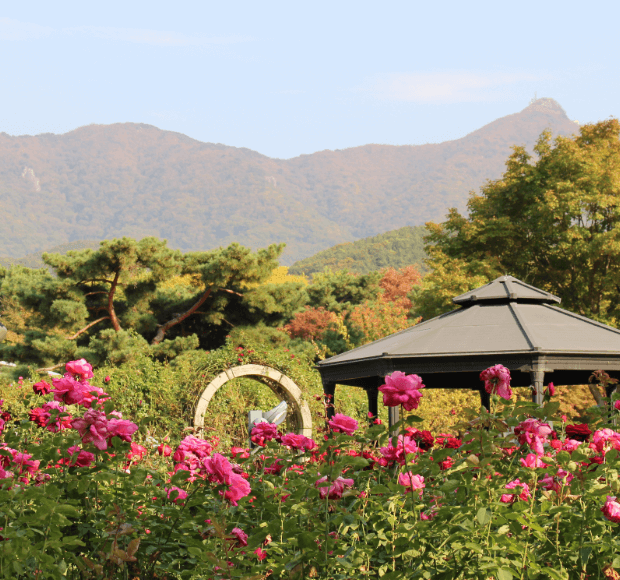 서울대공원 장미원