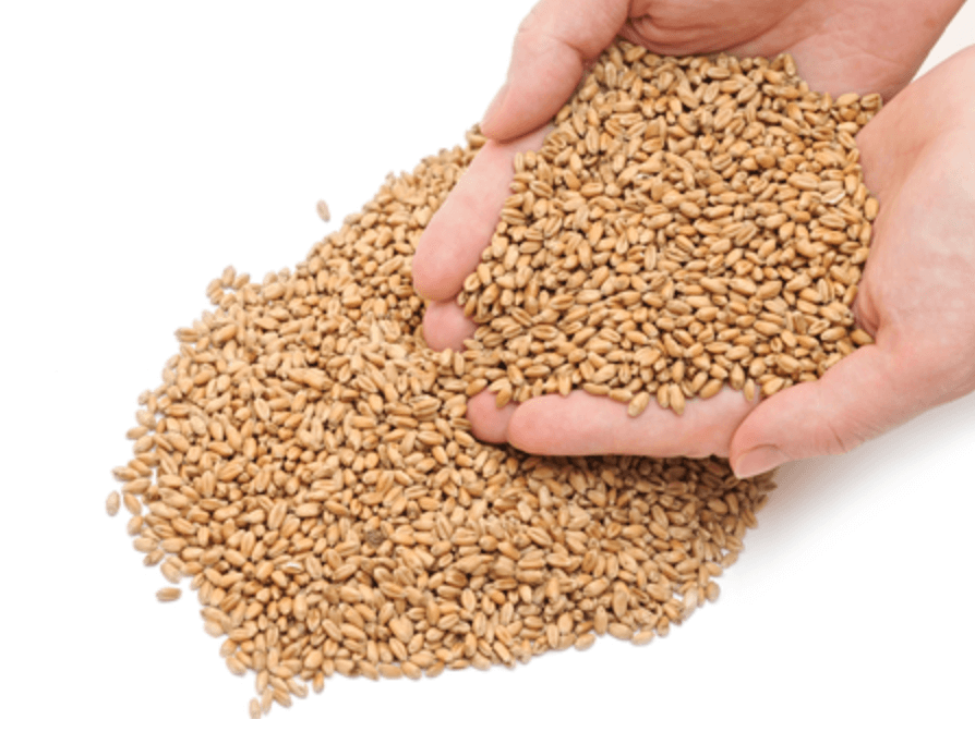 맥주효모의 효능