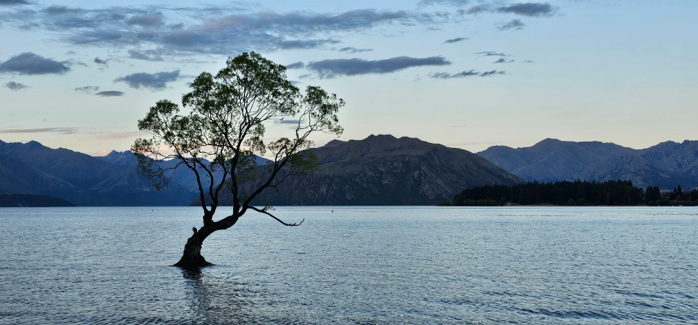 물 속에 뿌리를 내린 와나카의 상징, 와나카 나무