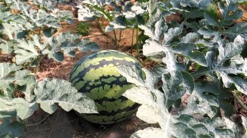 수박재배-열과현상-발생원인-방제대책