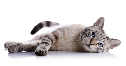 누워 있는 파란 눈동자의 고양이.