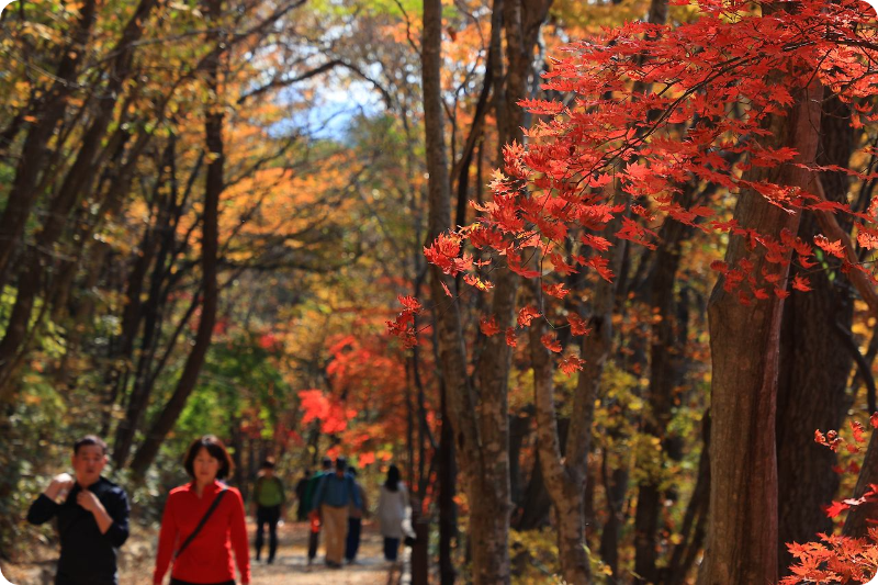 지리산 피아골 단풍축제 단풍절정시기 이미지/출처: 구례군청 홈페이지