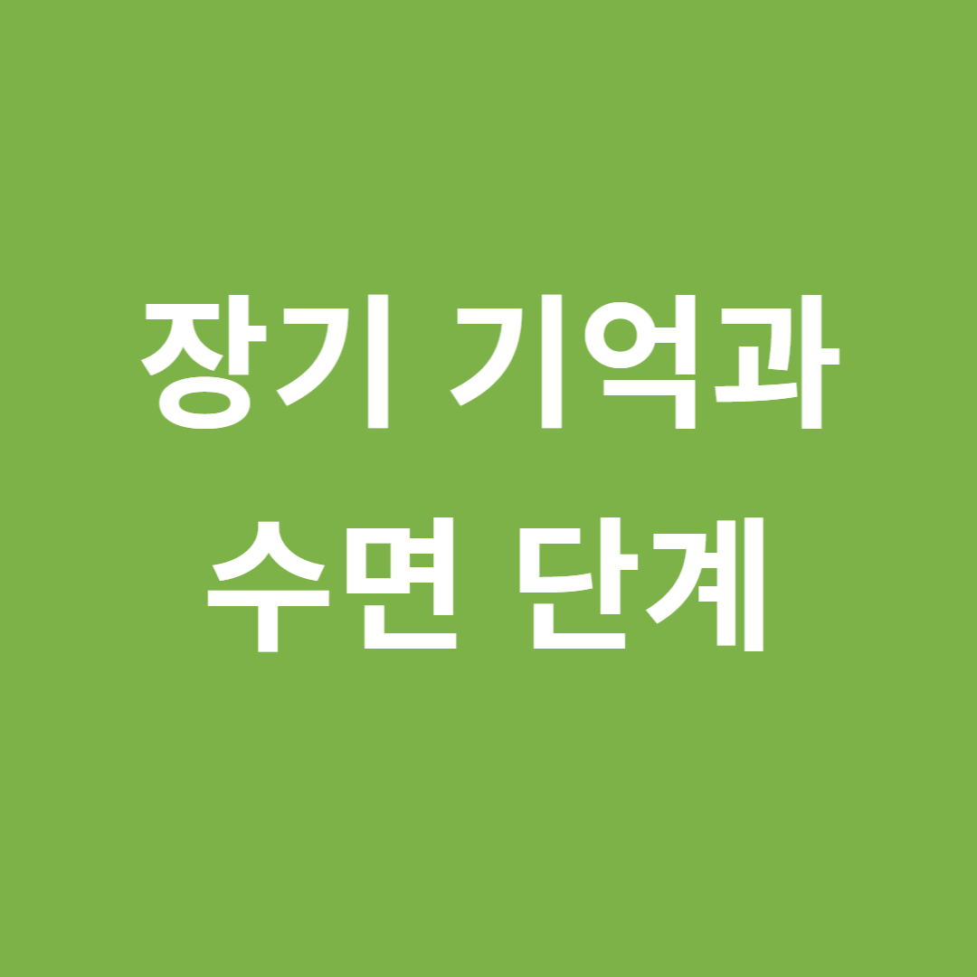 장기 기억 저장을 촉진하는 수면 단계