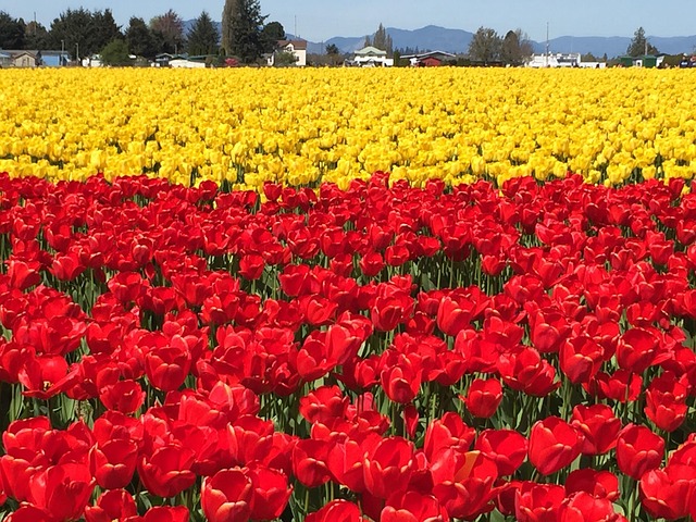 꽃가루 vs 먼지 알레르기 (증상, 차이점, 대처법)