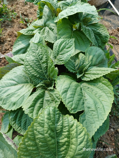 밭에서 무성하게 자란 신선한 깻잎