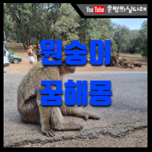 썸네일 사진