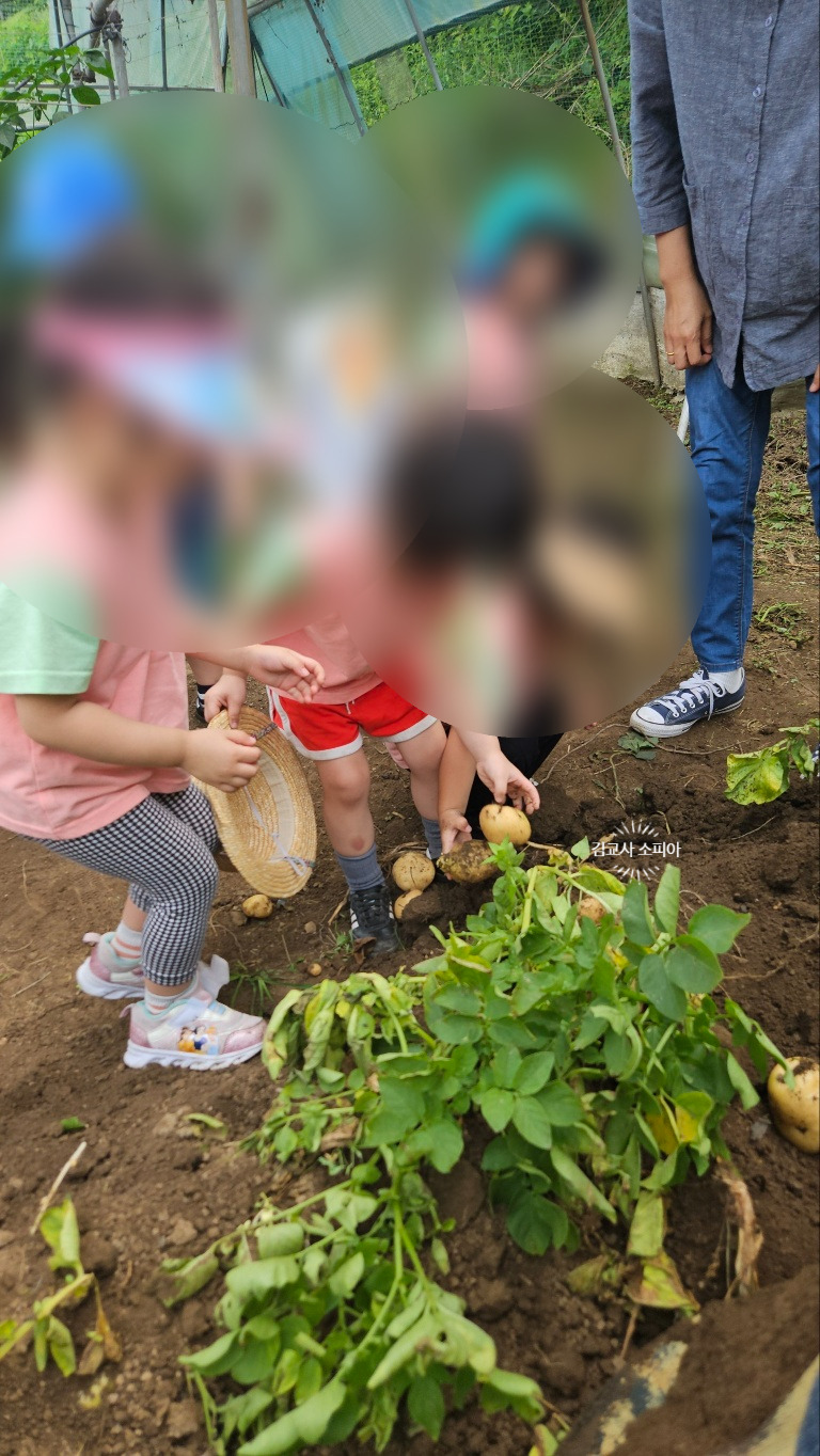 &quot;아이랑 감자 수확 체험 가봤더니… 놓치면 아쉬운 준비물 까지 총정리!&quot;