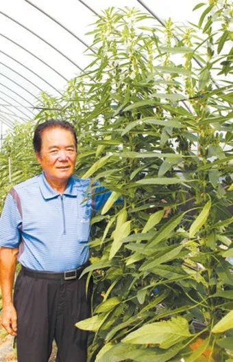 들깨 재배 직파 재배 병충해 관리 질소 과다 주의_10