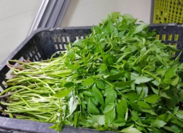 미나리 효능 숙취제거