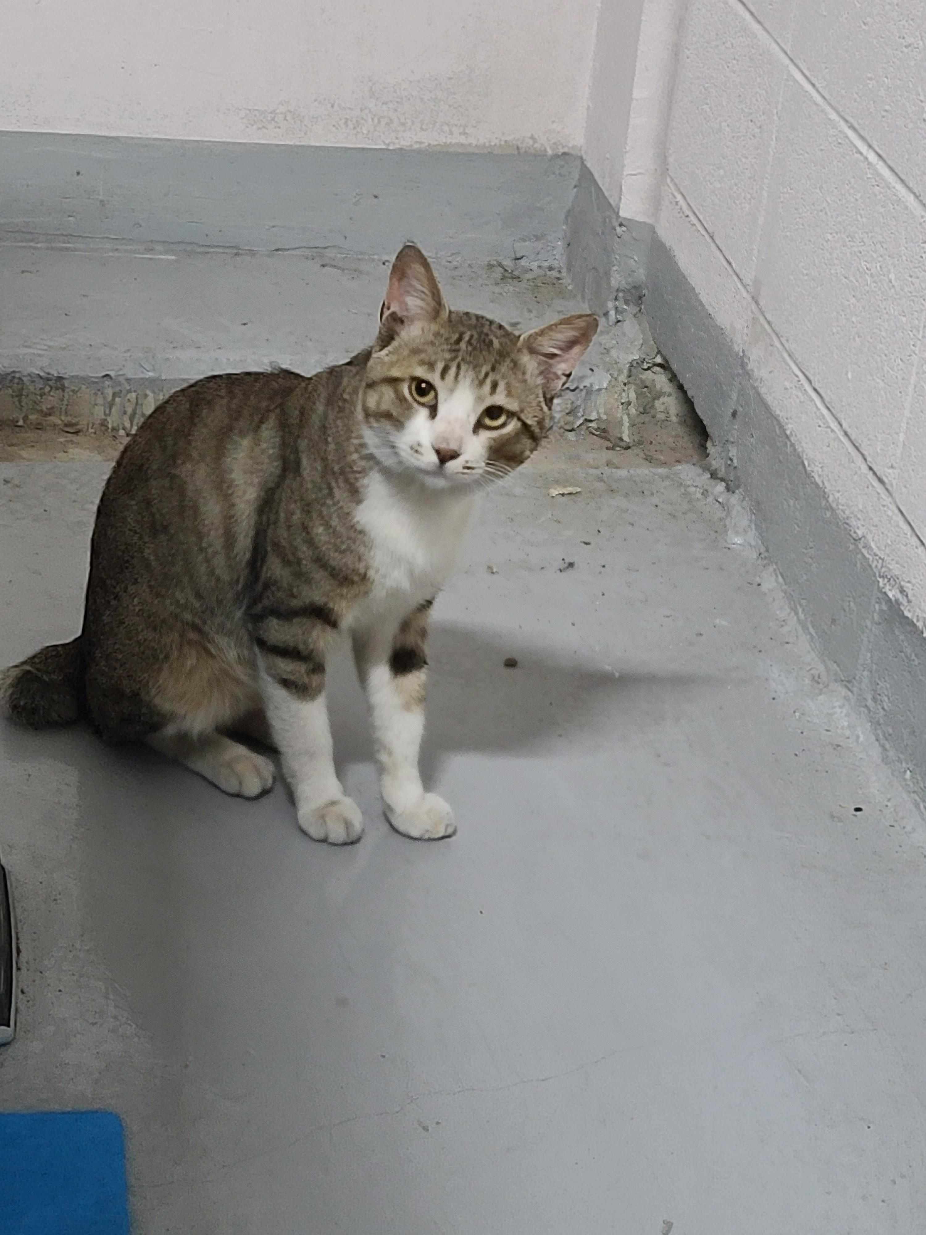 요즘 꾸준히 만나는 길아이. 아프지말고~차조심! 사람조심!