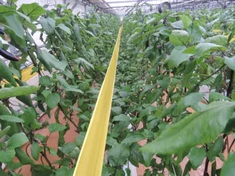 가지 재배 순 지르기 착과 관리 고온 대책_9