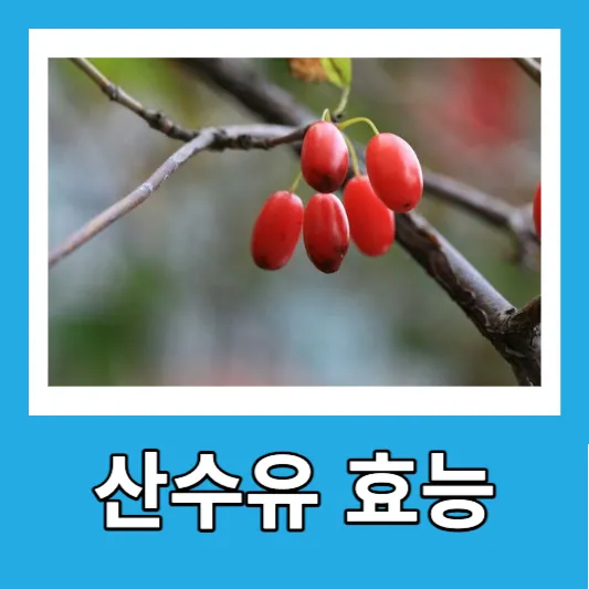 산수유 효능