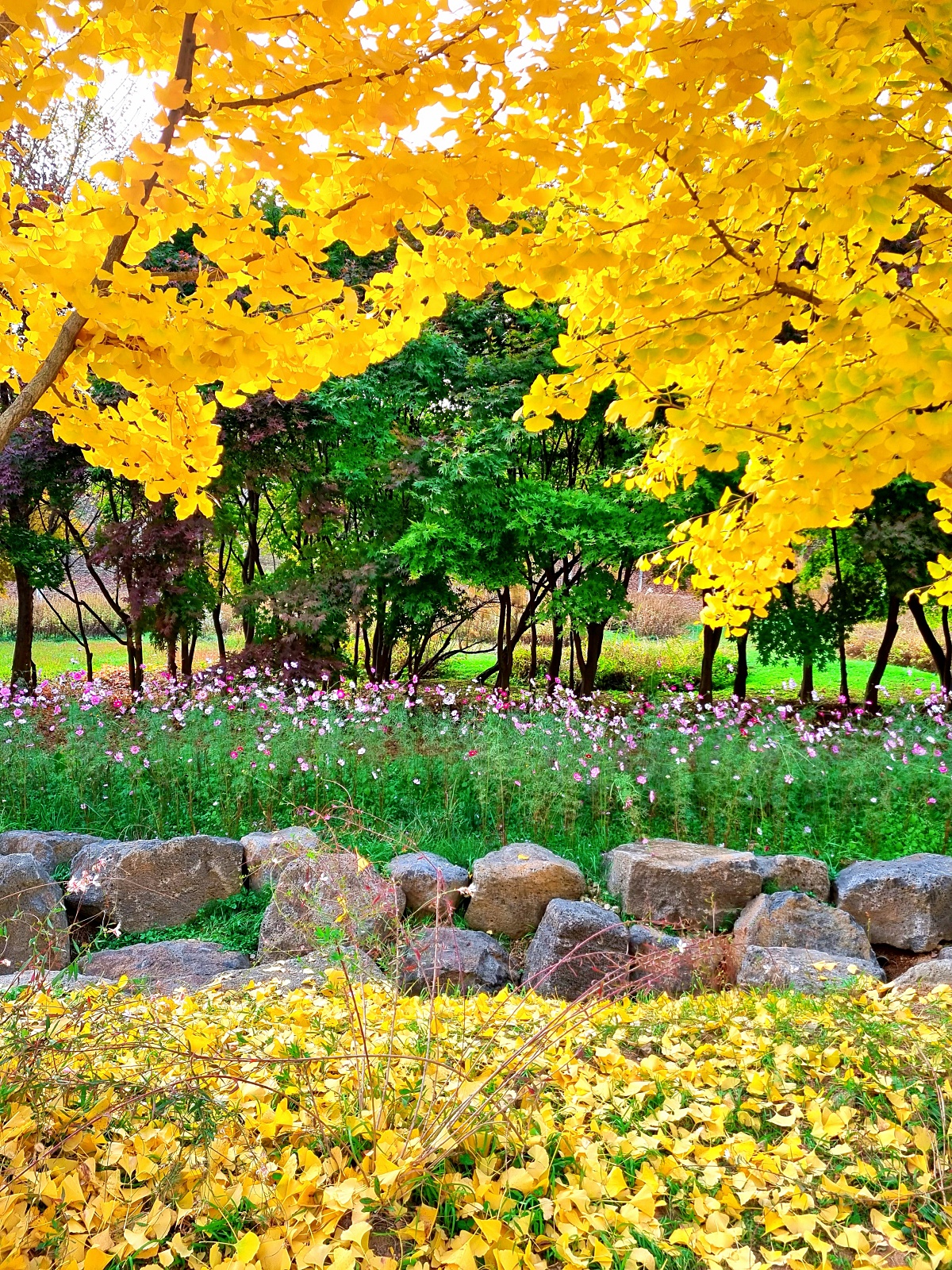 핑크뮬리부터 은행나무길까지, 드림파크 야생화공원 가을 축제와 산책