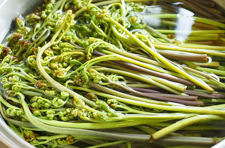 물에-불리는-고사리